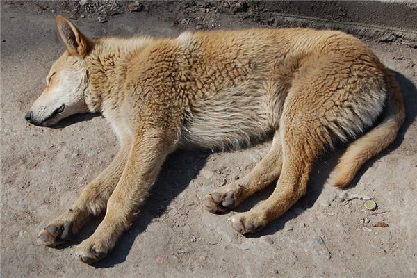 What does it mean to dream of starving to death? What does it mean to dream of starving to death?