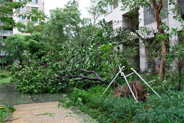 I dreamed that a big tree fell and knocked down my house.