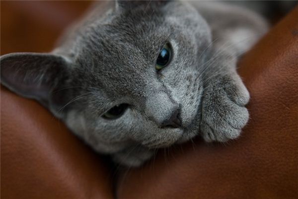 What does it mean to dream of being scratched by a cat? What does it mean to dream of being scratched by a cat?
