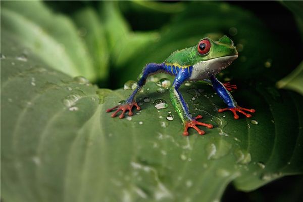 What does it mean to dream of eating frogs? What does it mean to dream of eating frogs?