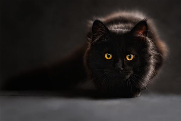 What does it mean to dream of a cat biting you? What does it mean to dream of a cat biting you?