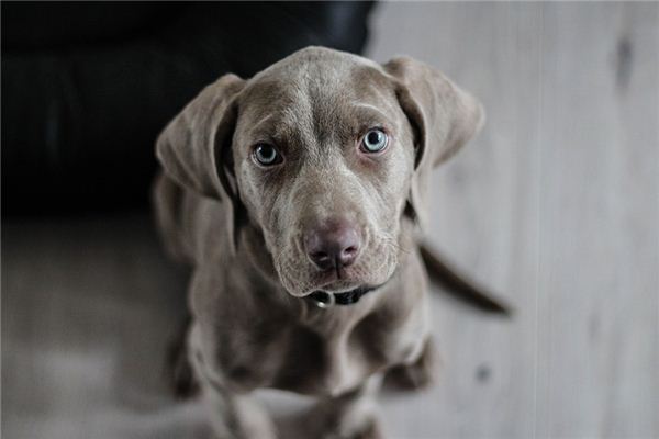 What does it mean to dream of a dog biting your hand? What does it mean to dream of a dog biting your hand?
