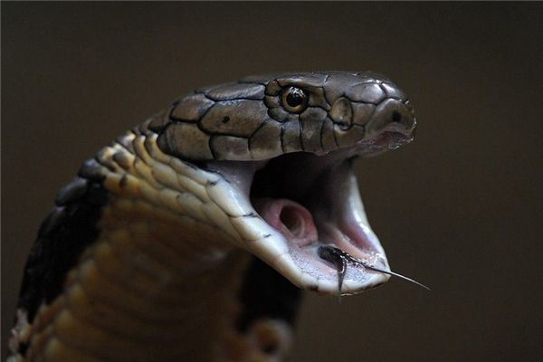 I dreamt that a python was trying to swallow my father.