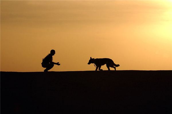 What does it mean to dream of raising a dog? What does it mean to dream of raising a dog?