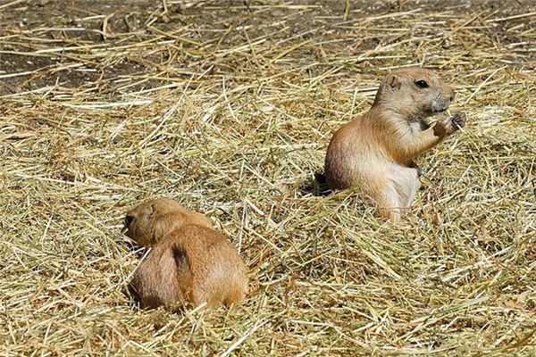 What does it mean to dream of bestiality? What does it mean to dream of bestiality?