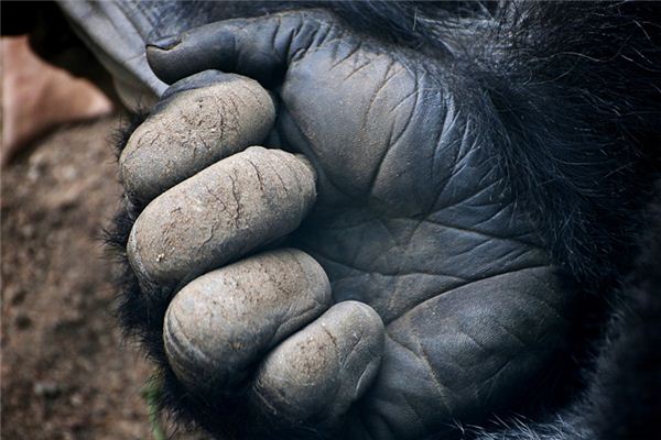 What does it mean to dream of hair growing on your hands? What does it mean to dream of hair growing on your hands?