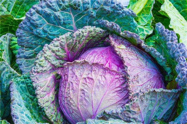 What does it mean to dream of washing cabbage? What does it mean to dream of washing cabbage?