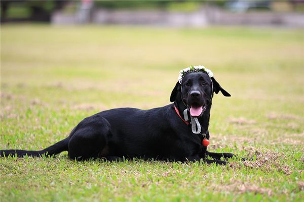 What does it mean to dream of being bitten by a black dog? What does it mean to dream of being bitten by a black dog?