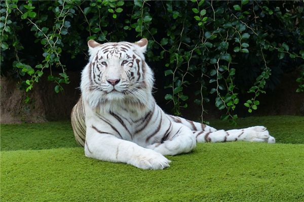 Dreaming of a tiger biting someone Dreaming of a tiger biting someone