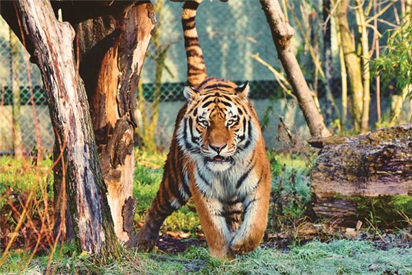 I dreamed that a tiger bit me I dreamed that a tiger bit me