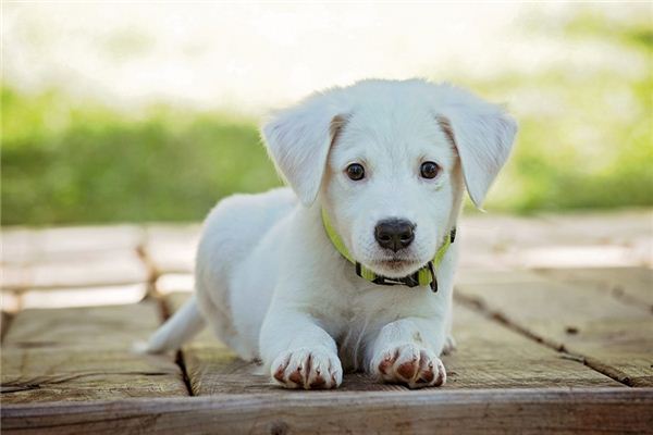 What does it mean to dream of drinking dog urine? What does it mean to dream of drinking dog urine?