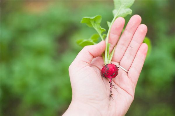 What does it mean to dream of pulling up radishes? What does it mean to dream of pulling up radishes?