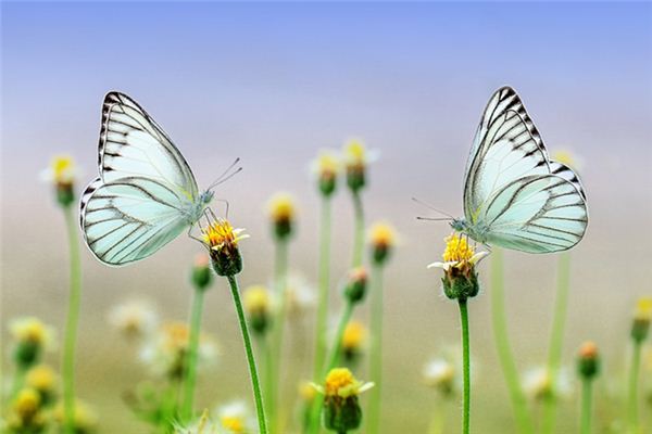 What does it mean to dream about the butterfly effect? What does it mean to dream about the butterfly effect?