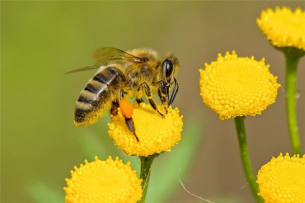Dreaming of being stung by a bee Dreaming of being stung by a bee