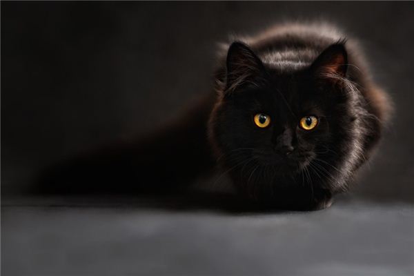 What does it mean to dream of a cat biting me? What does it mean to dream of a cat biting me?