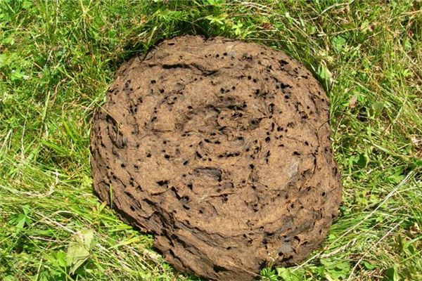 What does it mean to dream of stepping in poop? What does it mean to dream of stepping in poop?