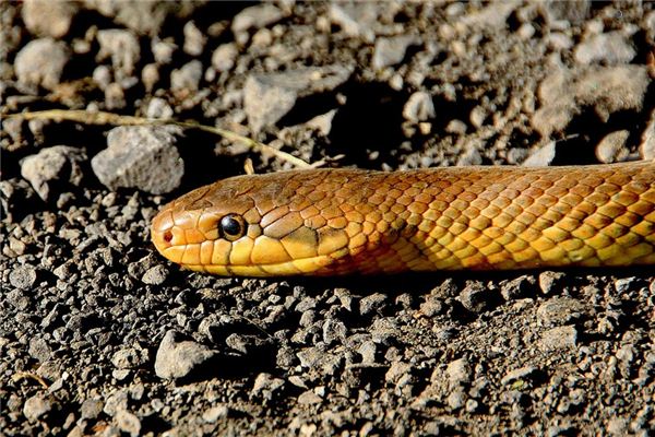 What does it mean to dream of being chased by a snake? What does it mean to dream of being chased by a snake?