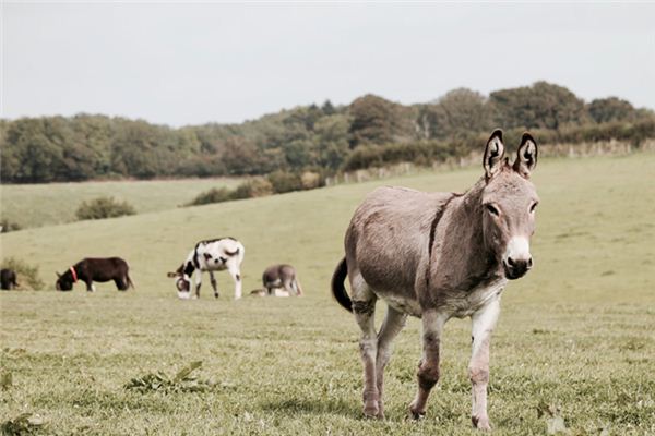 What does it mean to dream of a donkey biting someone? What does it mean to dream of a donkey biting someone?