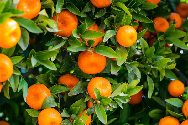 Dreaming of eating oranges Dreaming of eating oranges