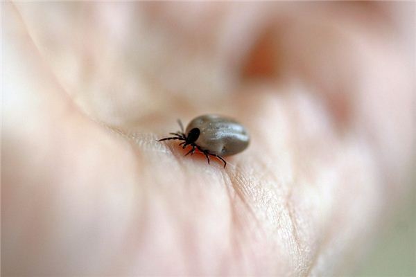 What does it mean to dream of being bitten? What does it mean to dream of being bitten?