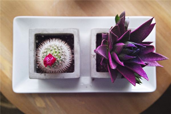 What does it mean to dream of tidying up potted plants? What does it mean to dream of tidying up potted plants?