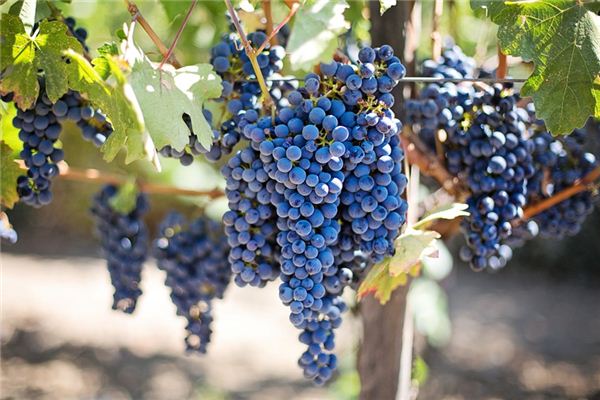 What does it mean to dream of eating grapes? What does it mean to dream of eating grapes?