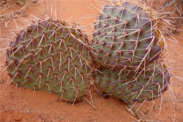 What does it mean to dream of pulling out thorns? What does it mean to dream of pulling out thorns?