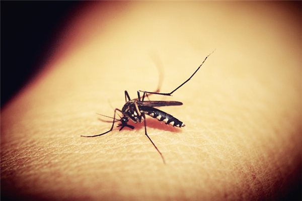 What does it mean to dream of being bitten by mosquitoes? What does it mean to dream of being bitten by mosquitoes?