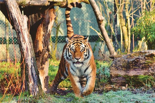 Dreaming of a tiger eating people Dreaming of a tiger eating people