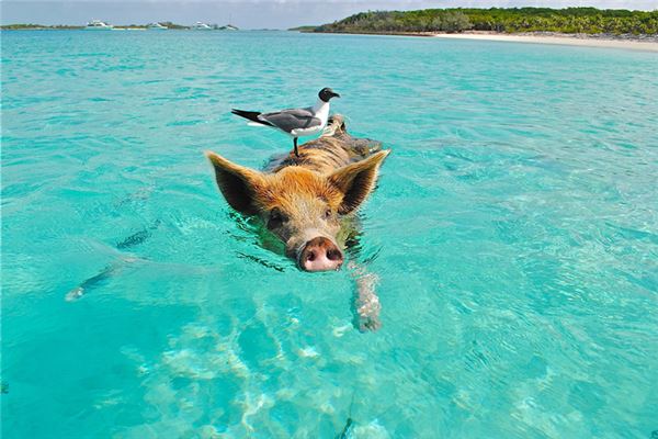What does it mean to dream of someone else killing a pig? What does it mean to dream of someone else killing a pig?