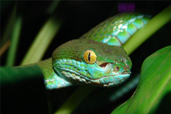 What does it mean to dream of a python eating a person? What does it mean to dream of a python eating a person?