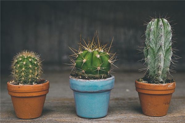 What does it mean to dream of being pricked by thorns? What does it mean to dream of being pricked by thorns?