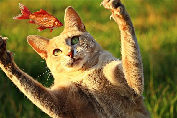 What does it mean to dream of hunting? What does it mean to dream of hunting?