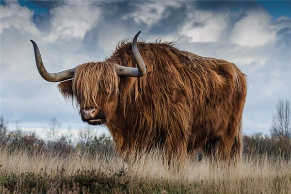 What does it mean to dream of being attacked by a cow? What does it mean to dream of being attacked by a cow?
