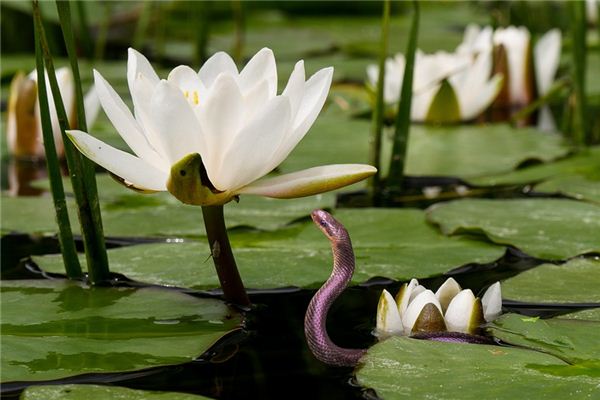 What does it mean to dream of eating snakes? What does it mean to dream of eating snakes?