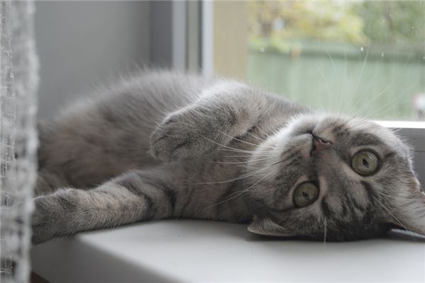 What does it mean to dream of laziness?