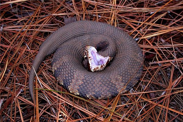 What does it mean to dream of someone else being bitten by a snake? What does it mean to dream of someone else being bitten by a snake?