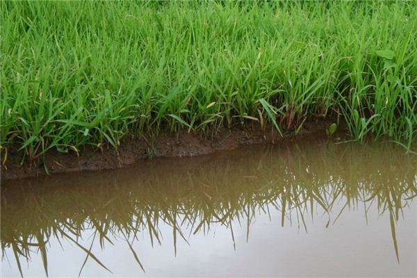 What does it mean to dream of muddy water? What does it mean to dream of muddy water?
