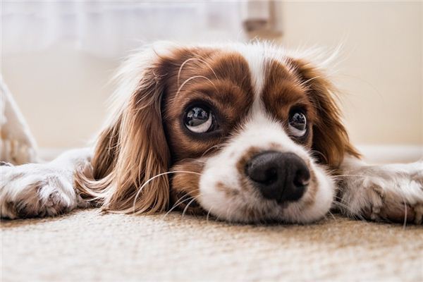 What does it mean to dream of eating dog meat? What does it mean to dream of eating dog meat?