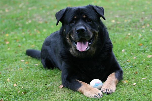 What does it mean to dream of being bitten by a dog? What does it mean to dream of being bitten by a dog?