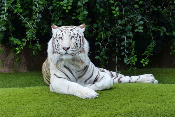 What does it mean to dream of being chased by a tiger? What does it mean to dream of being chased by a tiger?