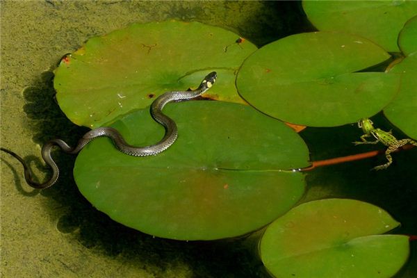 What does it mean to dream of eating snake gall? What does it mean to dream of eating snake gall?