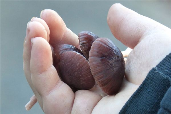 What does it mean to dream of picking mushrooms? What does it mean to dream of picking mushrooms?