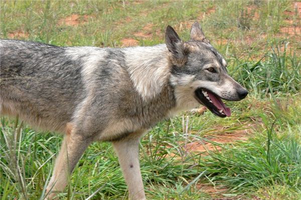 What does it mean to dream about rabies? What does it mean to dream about rabies?