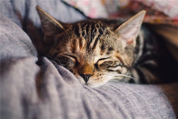 What does it mean to dream of eating cat meat? What does it mean to dream of eating cat meat?