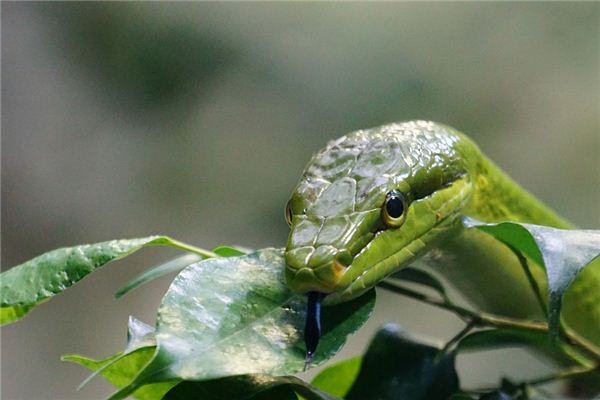 What does it mean to dream of someone else eating snake? What does it mean to dream of someone else eating snake?