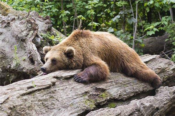 What does it mean to dream of laziness? What does it mean to dream of laziness?