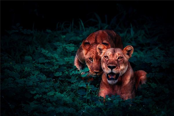 What does it mean to dream of hiding from wild animals? What does it mean to dream of hiding from wild animals?
