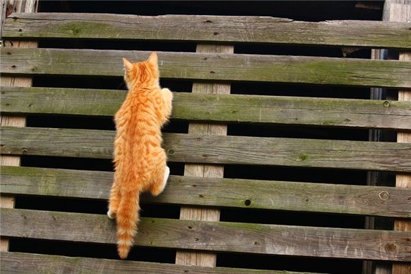 What does it mean to dream of climbing a wall? What does it mean to dream of climbing a wall?
