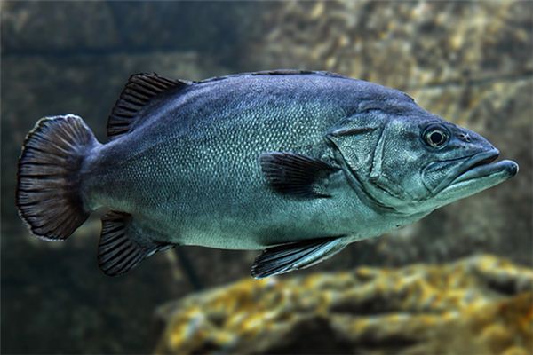 What does it mean to dream of fish eating people? What does it mean to dream of fish eating people?